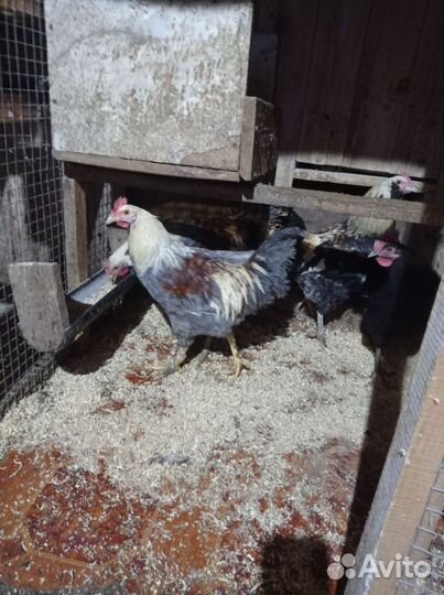 Петушки, гуси