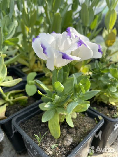 Эустома (лизиантус) микс