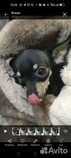 Мини той-терьер вязка