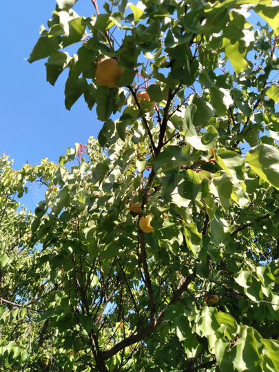 Участок 100 сот. (СНТ, ДНП)