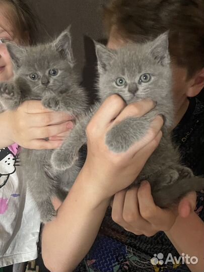 Котятя