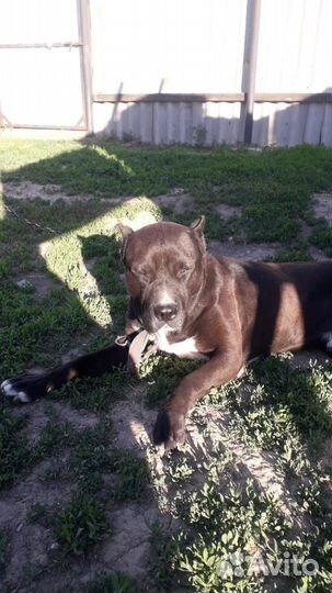 Щенки стаффа