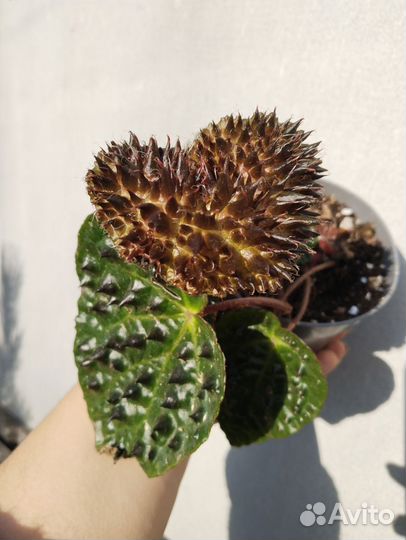 Бегония Ферокс