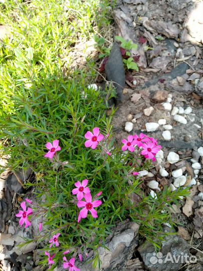 Почвопокровные растения