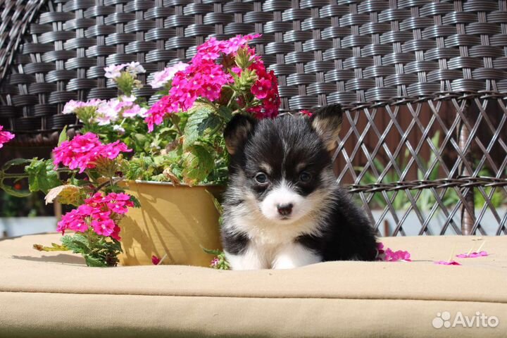 Вельш-корги пемброк