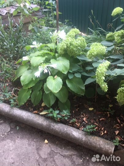 Гортензия древовидная анабель