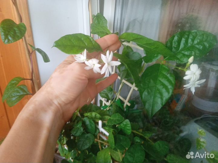 Комнатные растения