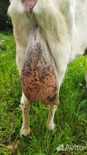 Зааненские козы дойные