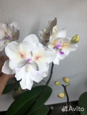 Орхидея биглип попкорн Popcorn Tying Shin Swallow купить в Санкт ...