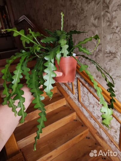 Эпифиллум ангулигер