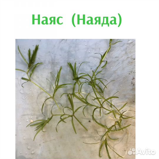 Аквариумные растения