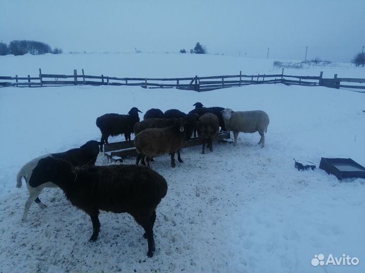 Овцы бараны ягнята