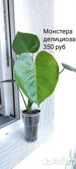 Монстера Делициоза