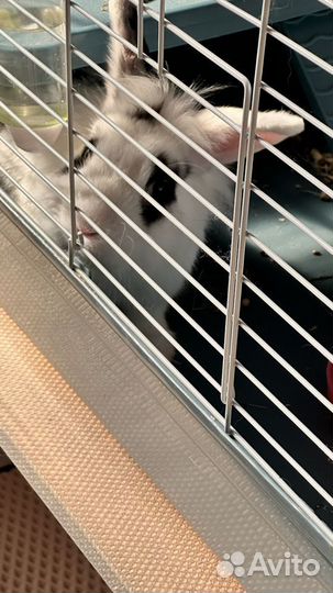 Декоративные кролики с клеткой