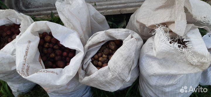 Картофель мелкий и семянной