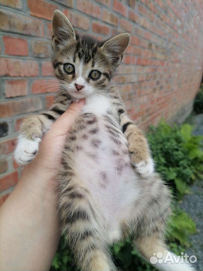 Добрые милые котята,в хорошие руки