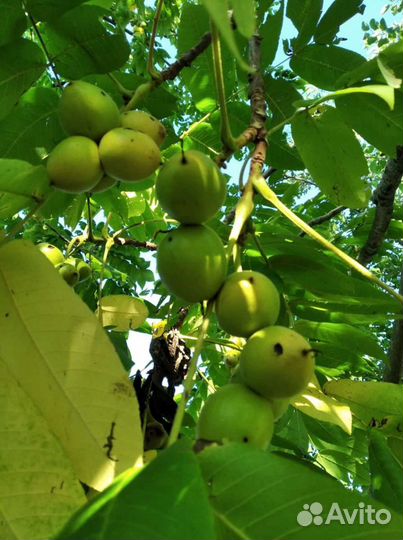 Саженцы Грецкого ореха