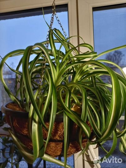 Хлорофитум