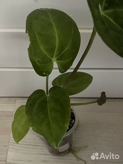 Антуриум papixzaraxpapi FS