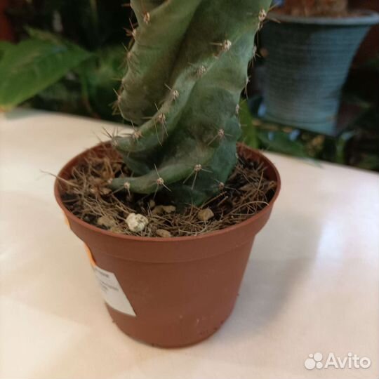 Кактус цереус