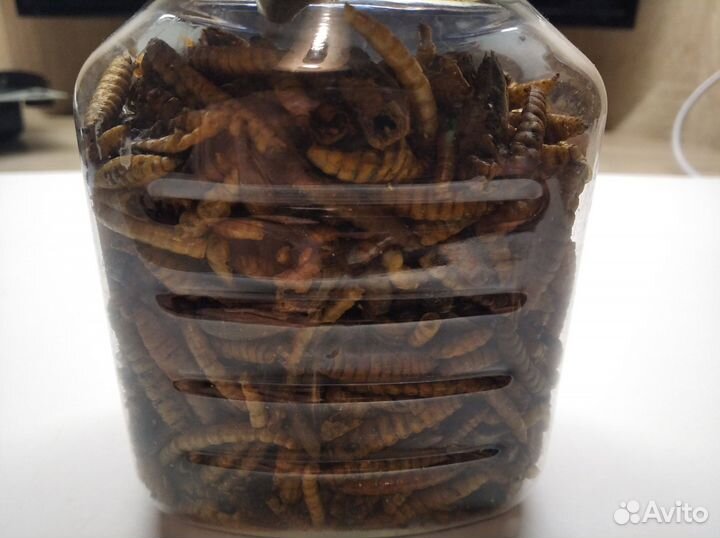 Mealworms корм для рыб, птиц, грызунов и прочих