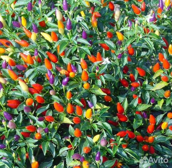 Перец комнатный острый пятицвет