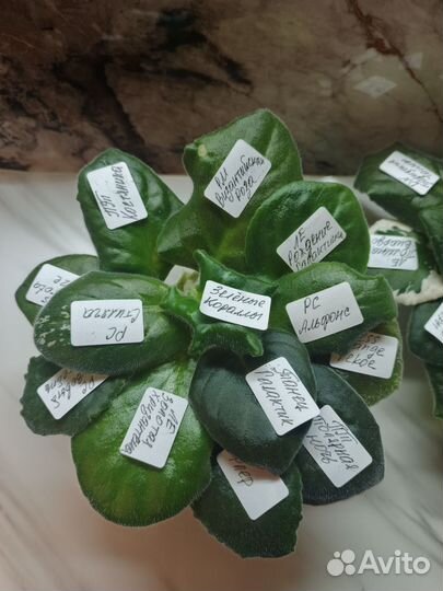 Сортовые фиалки