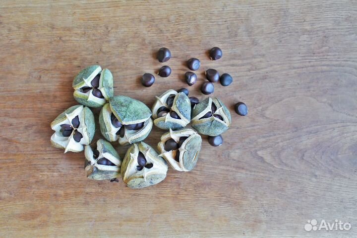 Чекалкин орех, семена (Ксантоцерас Рябинолистный)