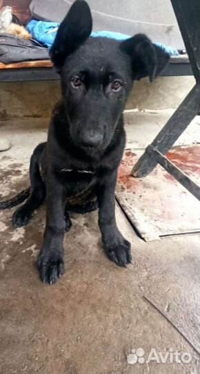 Щенки немецкой овчарки черные