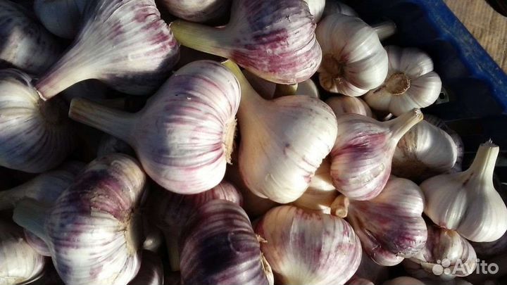 Продам чеснок оптом