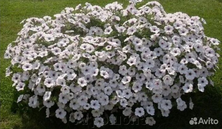 Петуния тайдал, вегетки, калибрахоа,ипомея батат