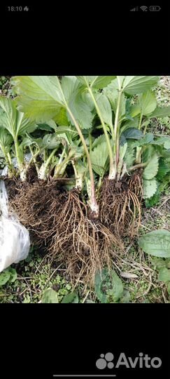 Рассада клубники ремонтантная мурано