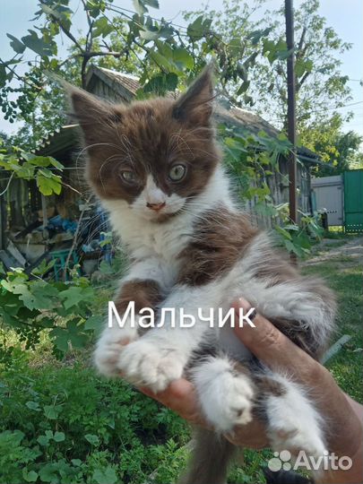 Котята в добрые руки бесплатно