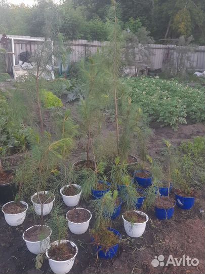 Саженцы сибирского кедра