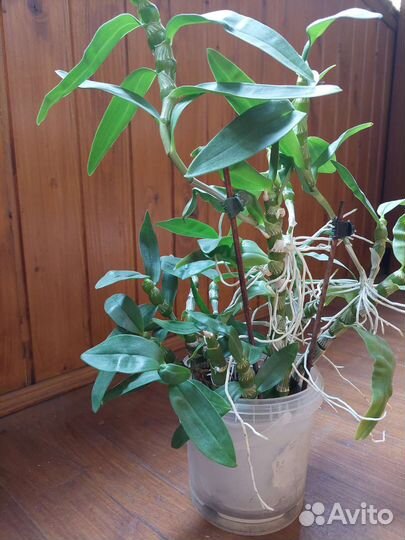 Дендробиум белый