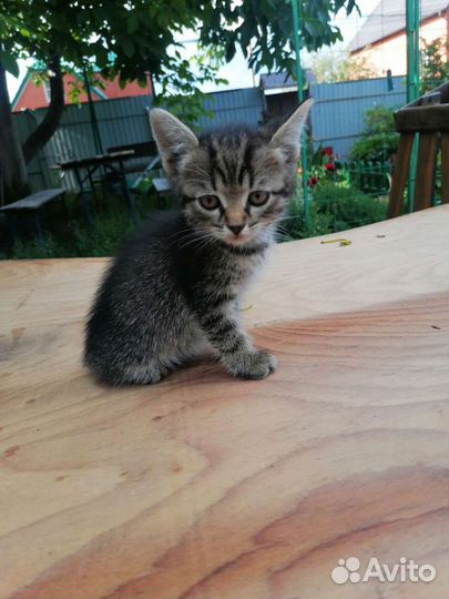 Котята в добрые руки бесплатно