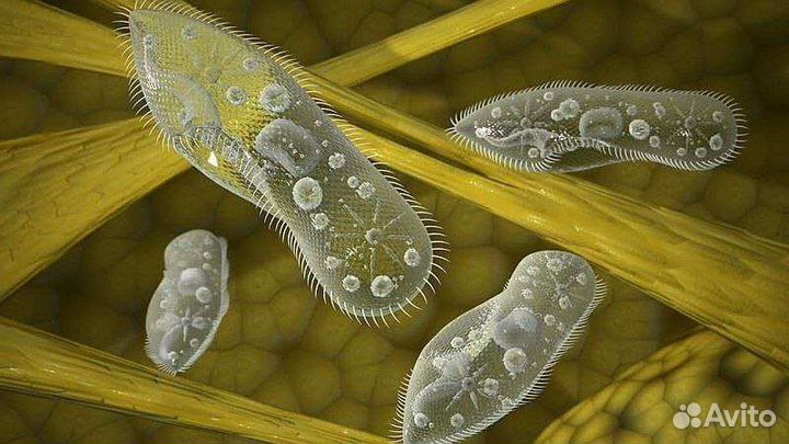 Инфузория туфелька