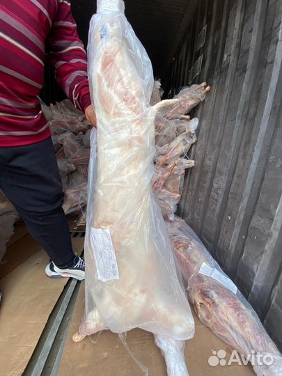 Мясо баранина тушка