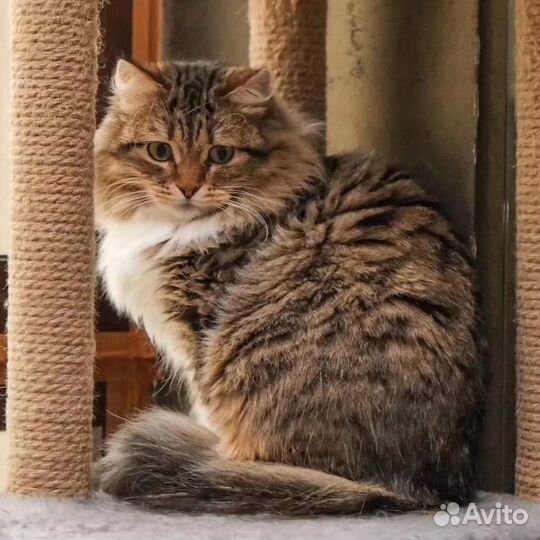 Пушистая кошечка в добрые руки