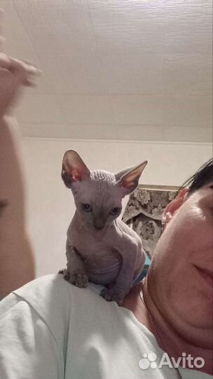 Канадский сфинкс