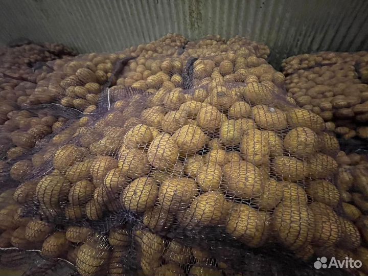 Продажа картофеля