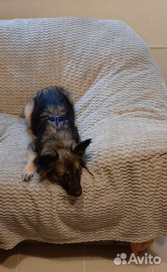 Аделька - собачка в добрые руки