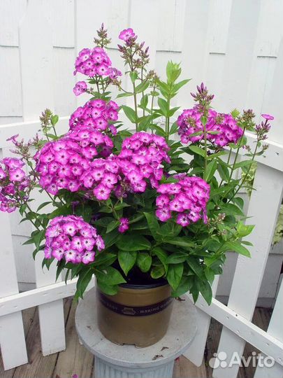 Флоксы многолетние