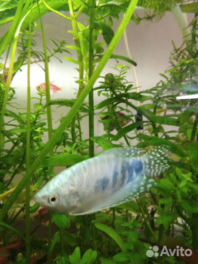 Аквариумные рыбки