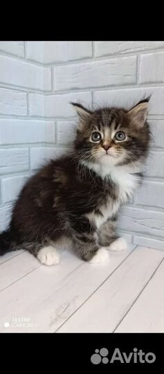 Котята мейн-кун