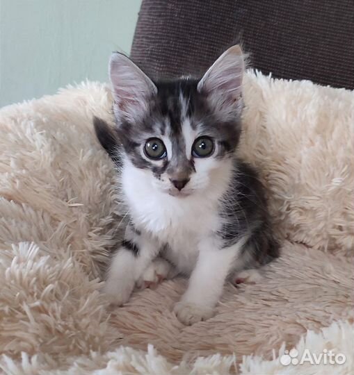 Котенок Люсенька