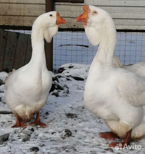 Холмогорские гуси на продажу
