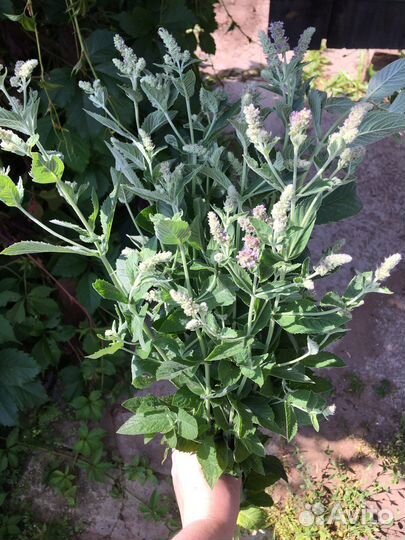 Ромашка аптечная, мята, тысячелистник