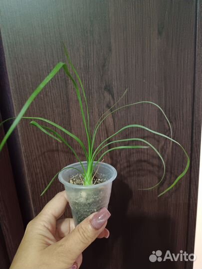 Монстера обликва перу