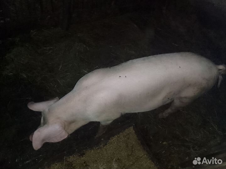 Поросята продам алантраса